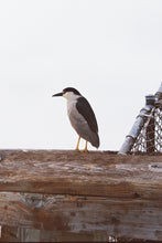 Load image into Gallery viewer, Canon eos Ti