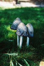 Load image into Gallery viewer, Canon Rebel G