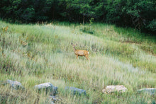 Load image into Gallery viewer, Canon Rebel 2000