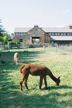 Load image into Gallery viewer, Canon EOS 10S