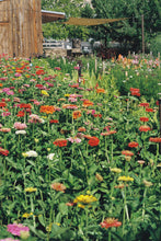 Load image into Gallery viewer, Canon Rebel T2