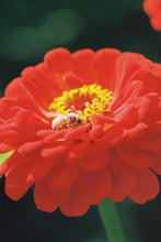 Load image into Gallery viewer, Canon Rebel T2