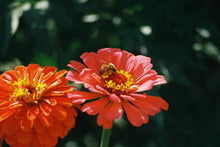 Load image into Gallery viewer, Canon Rebel T2