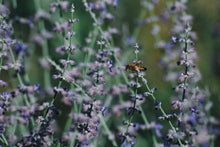 Load image into Gallery viewer, Canon Rebel T2