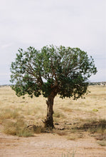 Load image into Gallery viewer, Canon Rebel G