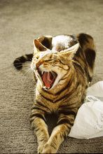 Load image into Gallery viewer, Canon Rebel GII