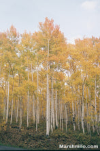 Load image into Gallery viewer, Tall Fall