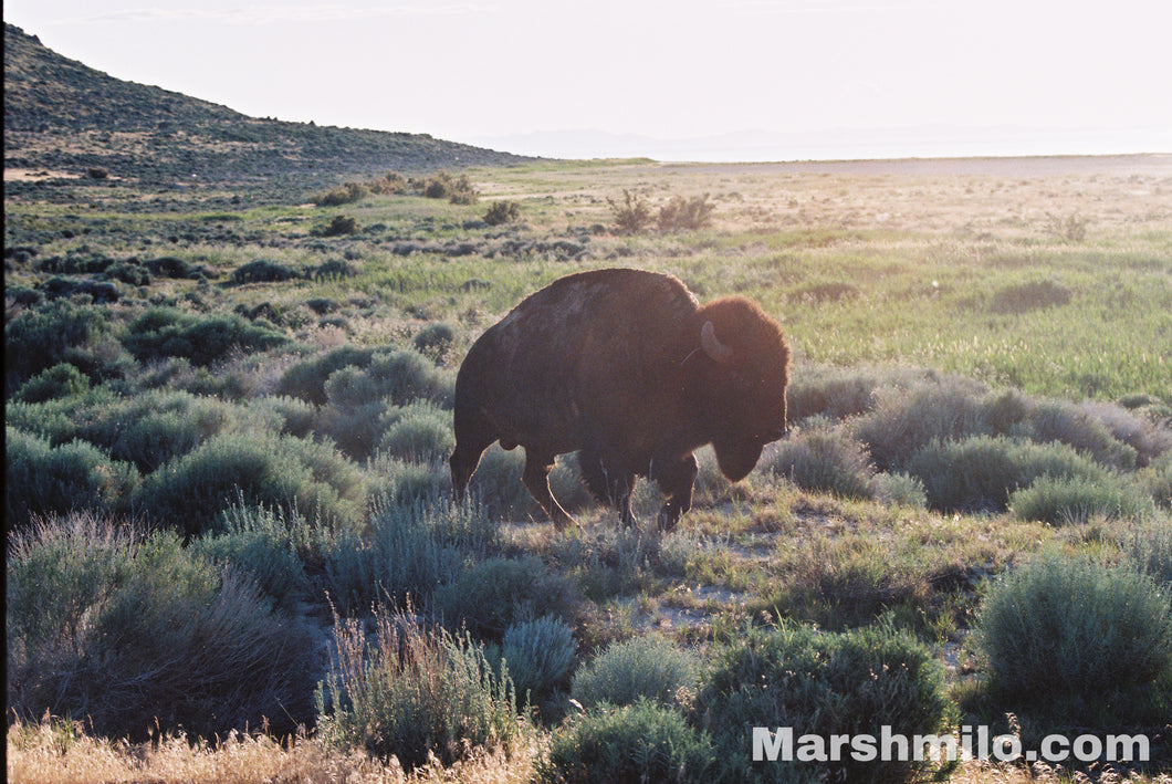 Antelope Island