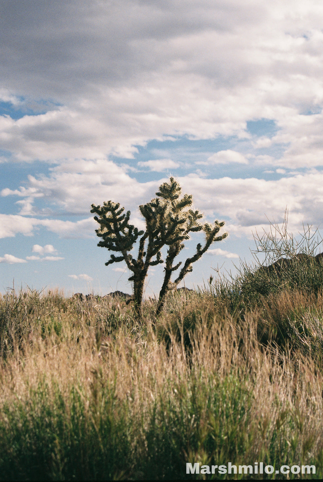 Snow Canyon Cholla Cactus