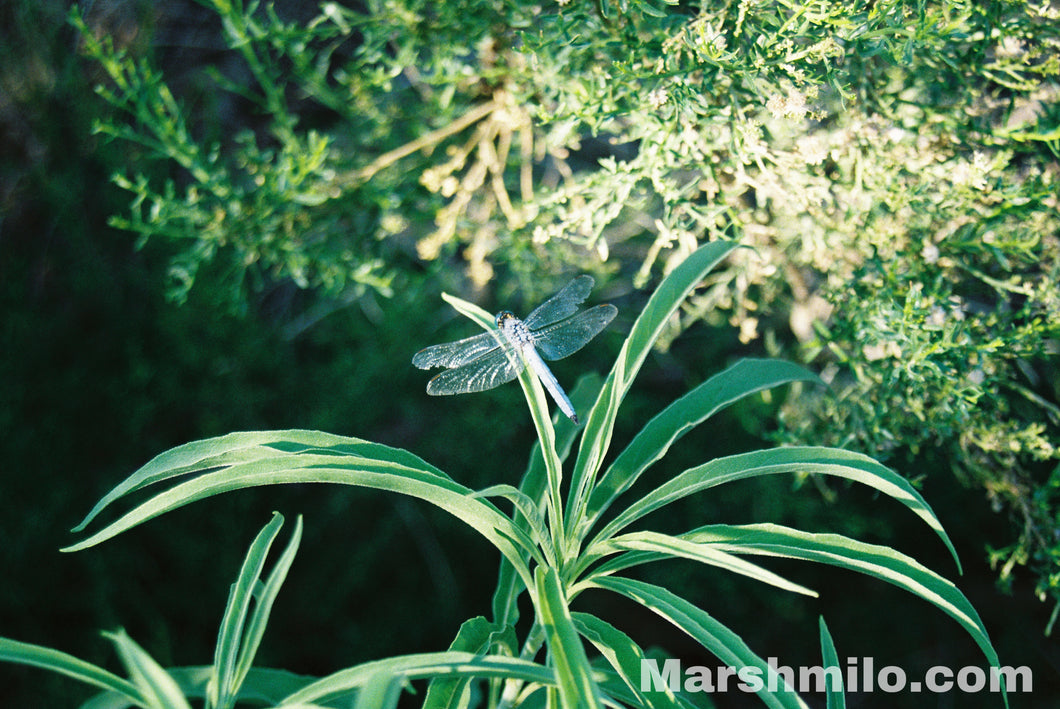 Dragonfly