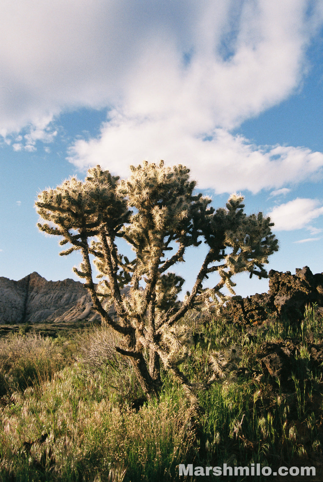 Snow Canyon Golden Hour