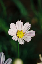 Load image into Gallery viewer, Canon Rebel T2
