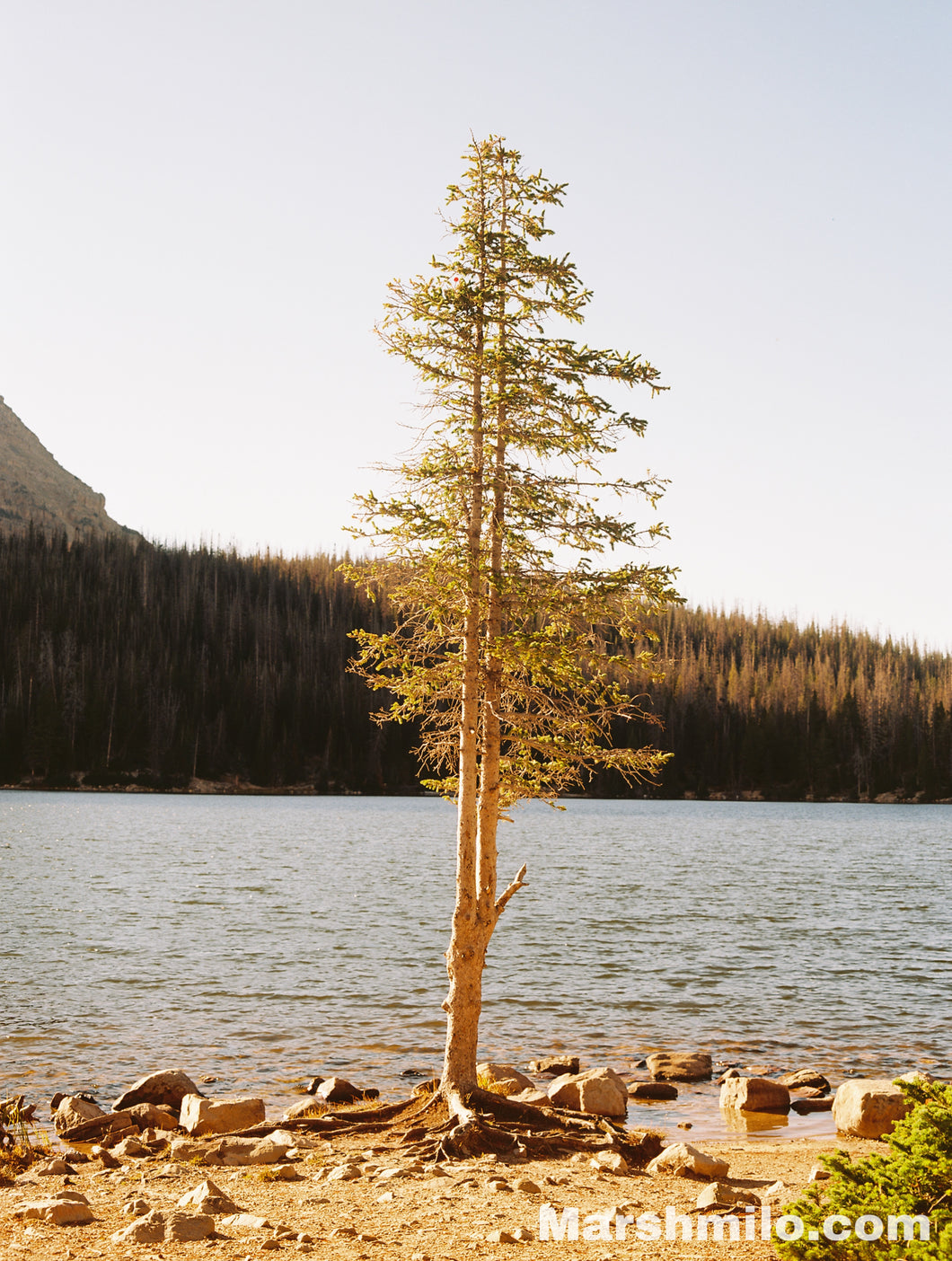 Mirror Lake Pine