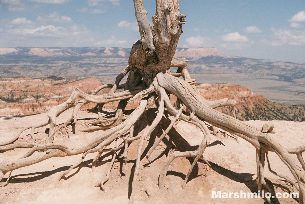 Bryce Roots