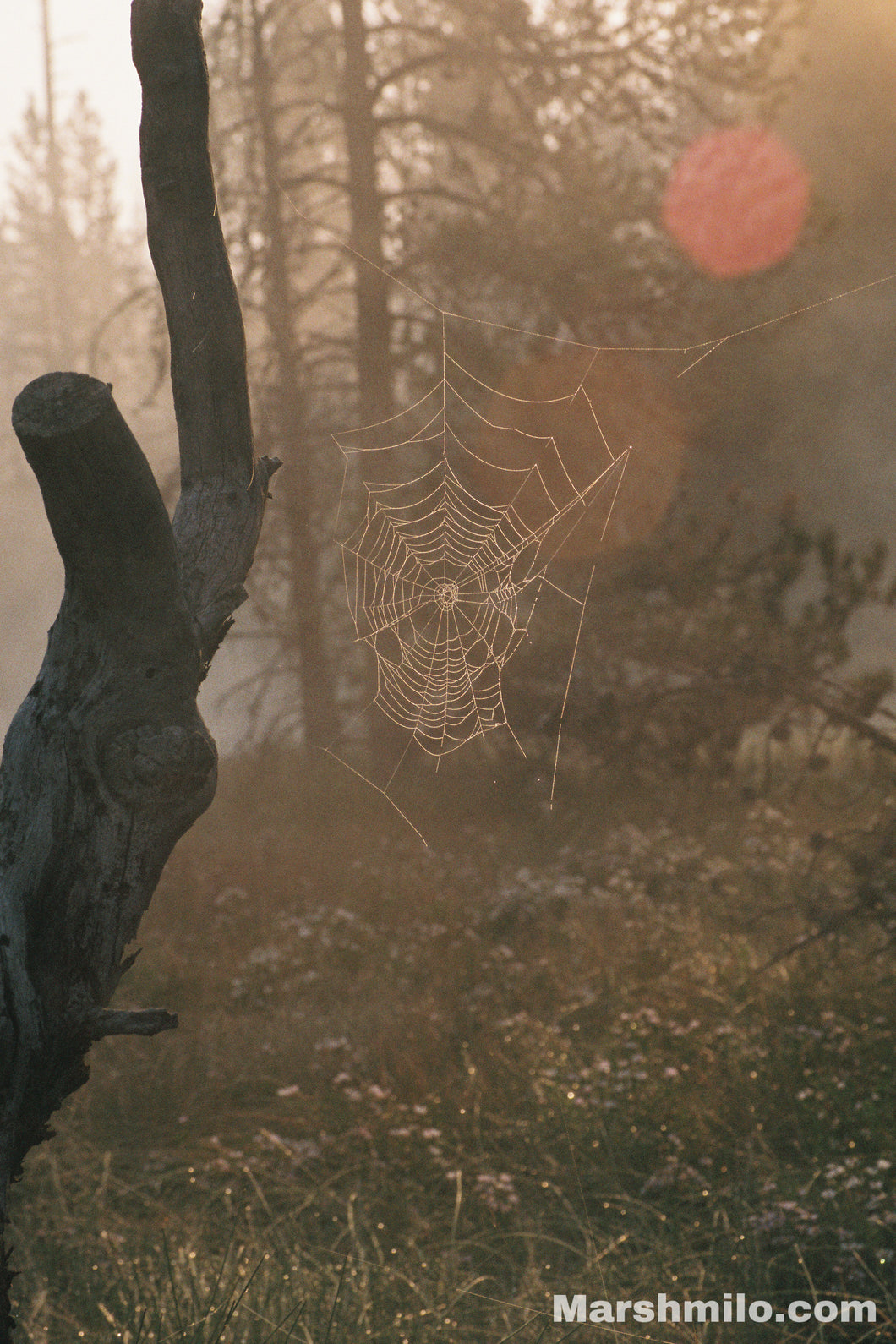 Yellowstone Morning Web