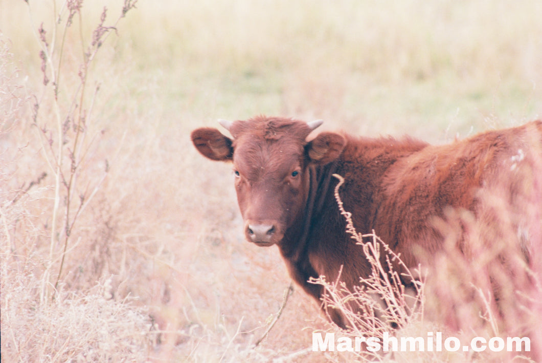 Brown Cow