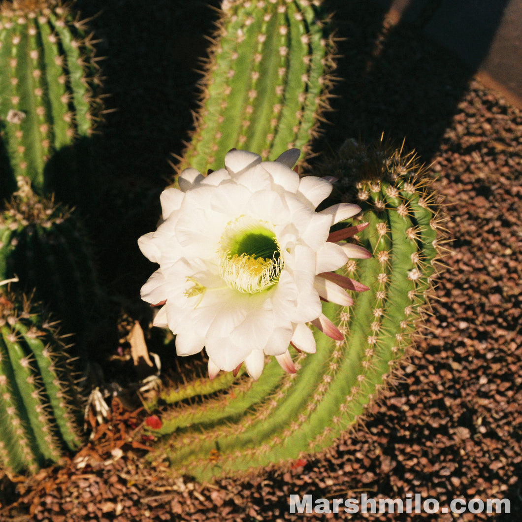 Cactus Bloom