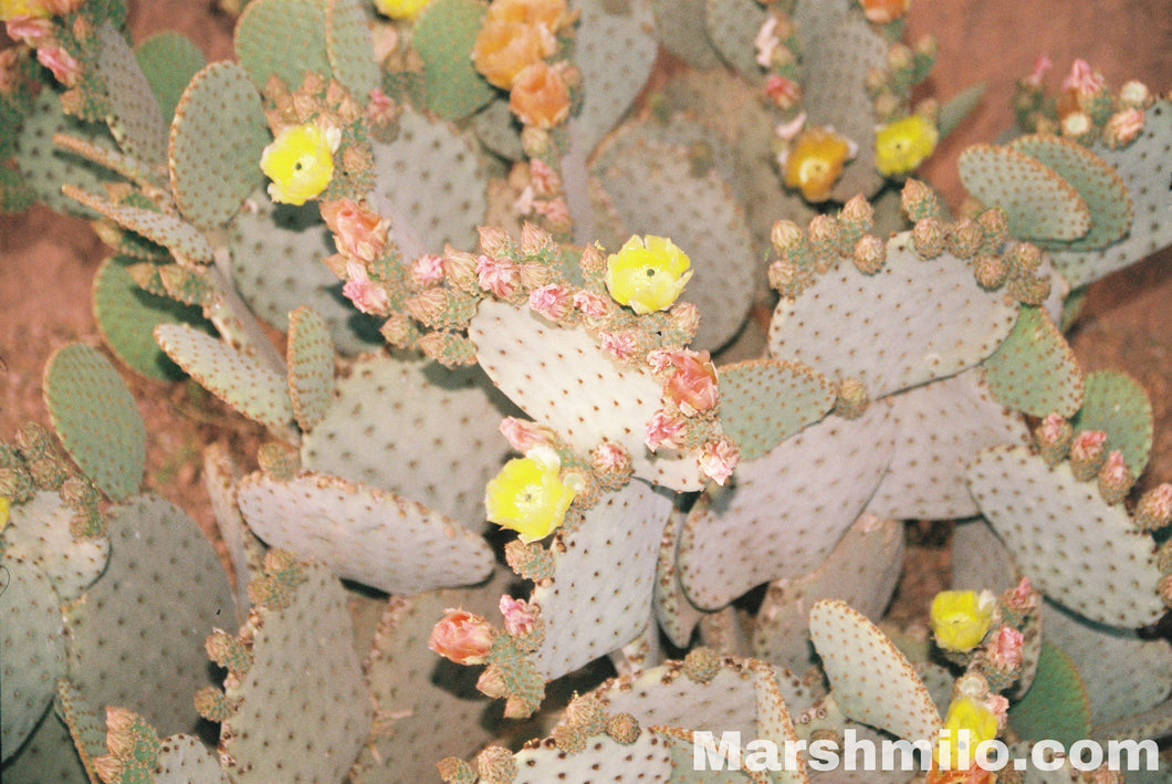 Cactus Blossoms