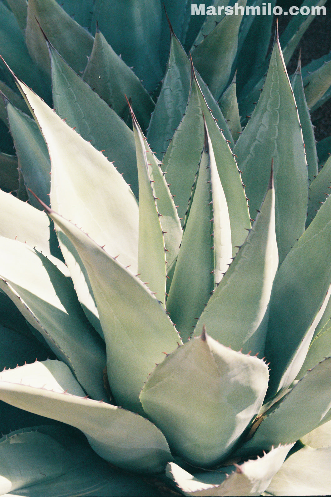 Agave